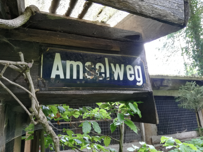 Amselweg bei den Vögeln