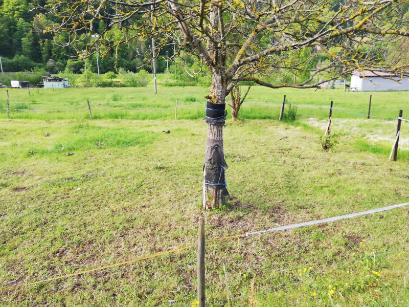 Baum mit Schutz